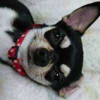 こいし