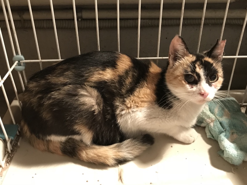 賢い三毛猫メス 2歳ぐらい 愛知県 猫の里親募集 ペットのおうち 月間利用者150万人
