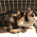 賢い三毛猫メス 2歳ぐらい
