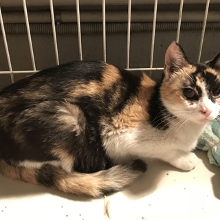 賢い三毛猫メス 2歳ぐらい