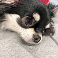 ひまわり