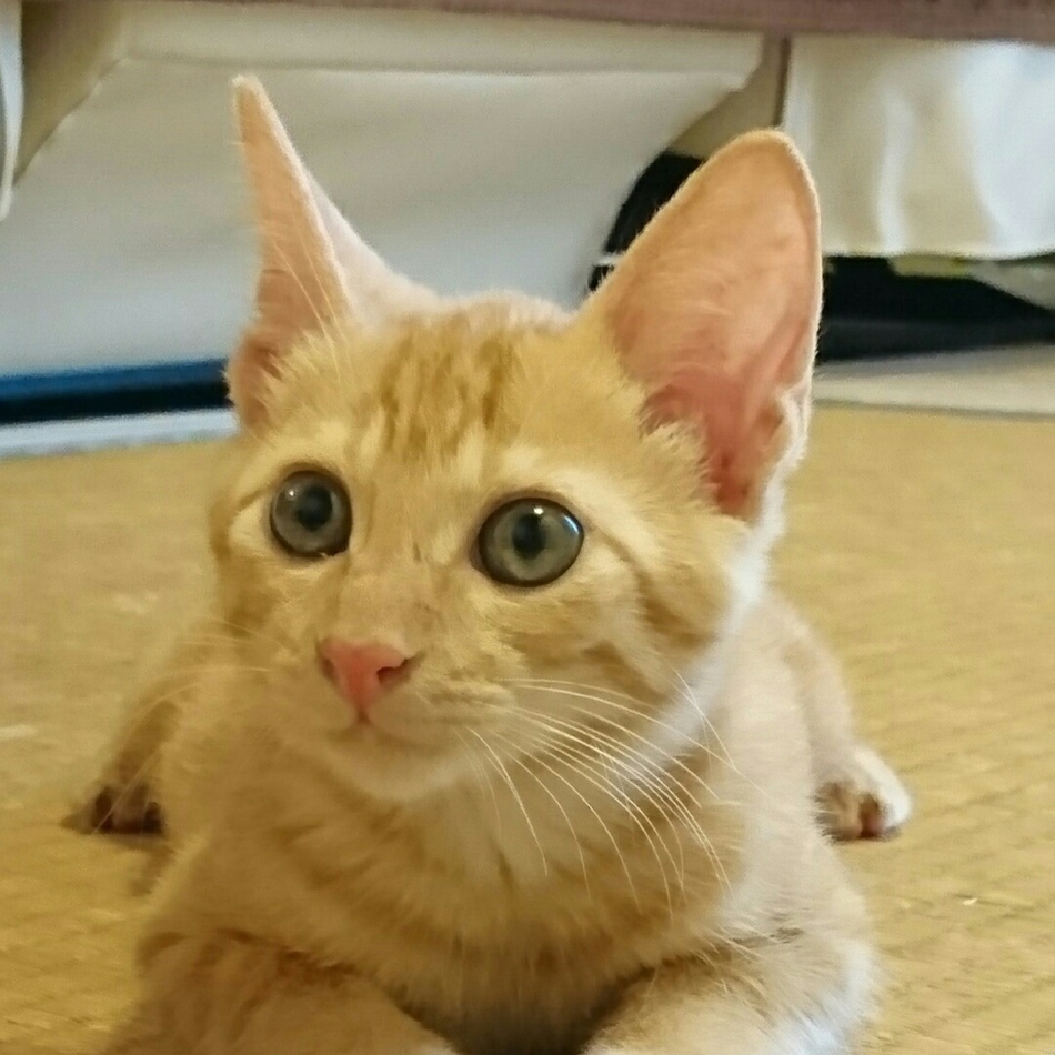 茶々のカバー写真