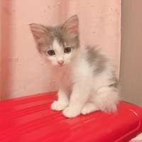 ふらん