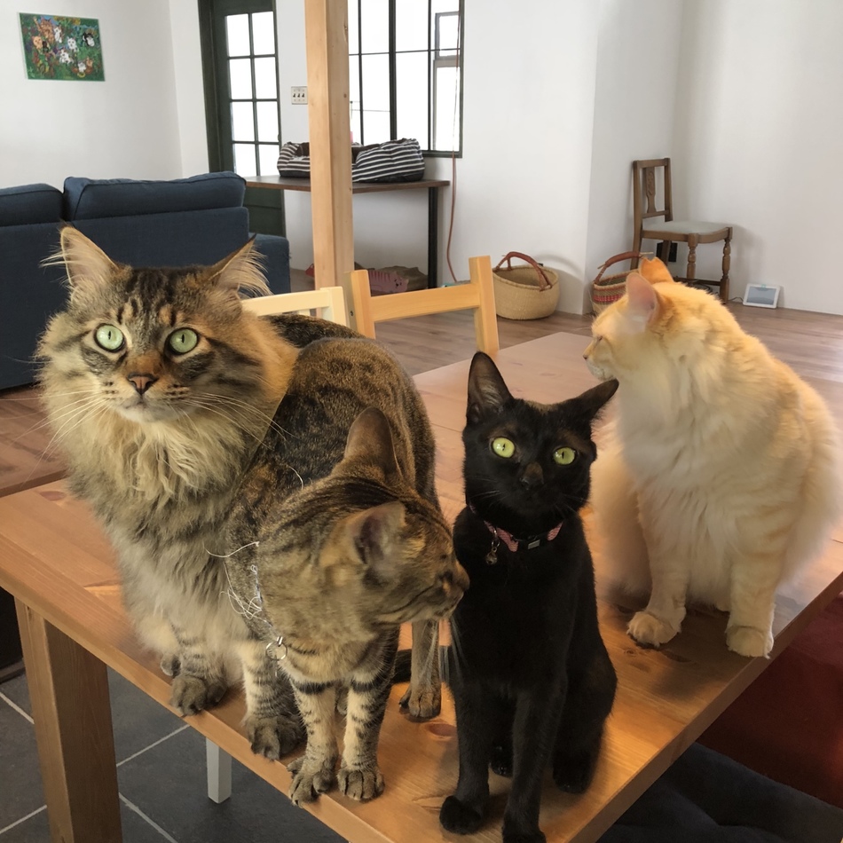 ビヨンセのカバー写真