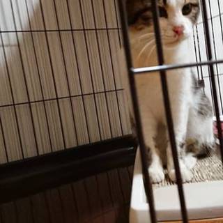 ガリガリに痩せた甘えん坊ちゃん素敵な里親さん待ち