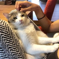 フリー