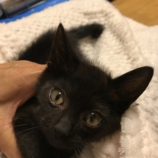 甘えん坊の黒猫です