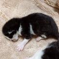 急募(´･ω･`)産まれて間もない子猫、ハチワレ