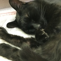 アカギ