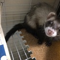 諸事情により再度里親募集！