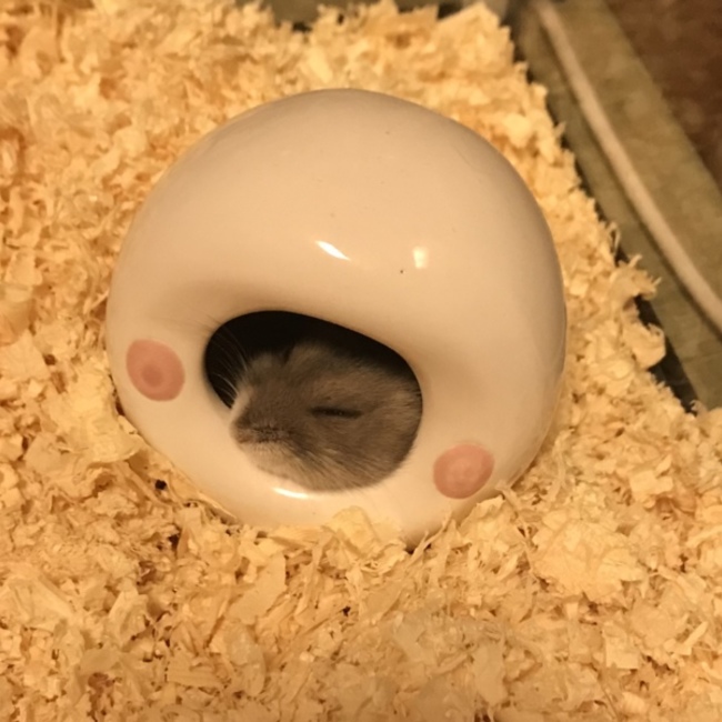 サラたけのカバー写真