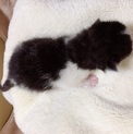 急募！！産まれて間もない子猫、ハチワレ