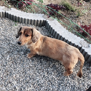 ミニチュアダックス♀大人しく優しい甘えん坊