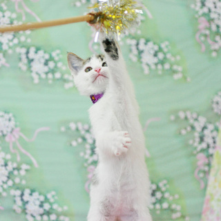 遊ぶのが大好きなおんなのこ、ハンクちゃん