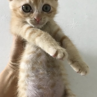 茶トラの男の子