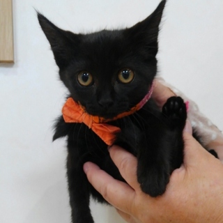 2か月過ぎのキュートな黒の女の子