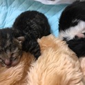 育児放棄の仔猫2匹＊里親募集！