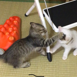 子猫、社会性を学ぶ