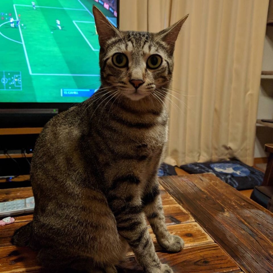 ちび太のカバー写真
