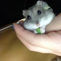 はむもりちゃん