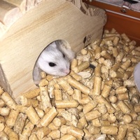 ゆきまるちゃん