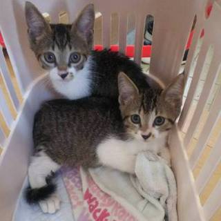 白キジの女の子1匹決定