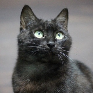 福島被災猫ブラックスモークのクローネ