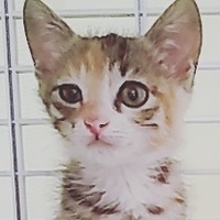 チーズ