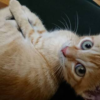 子猫が1匹だけで生きていました！！