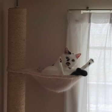 ハンモックで大胆開脚ポーズ！９才になりました。