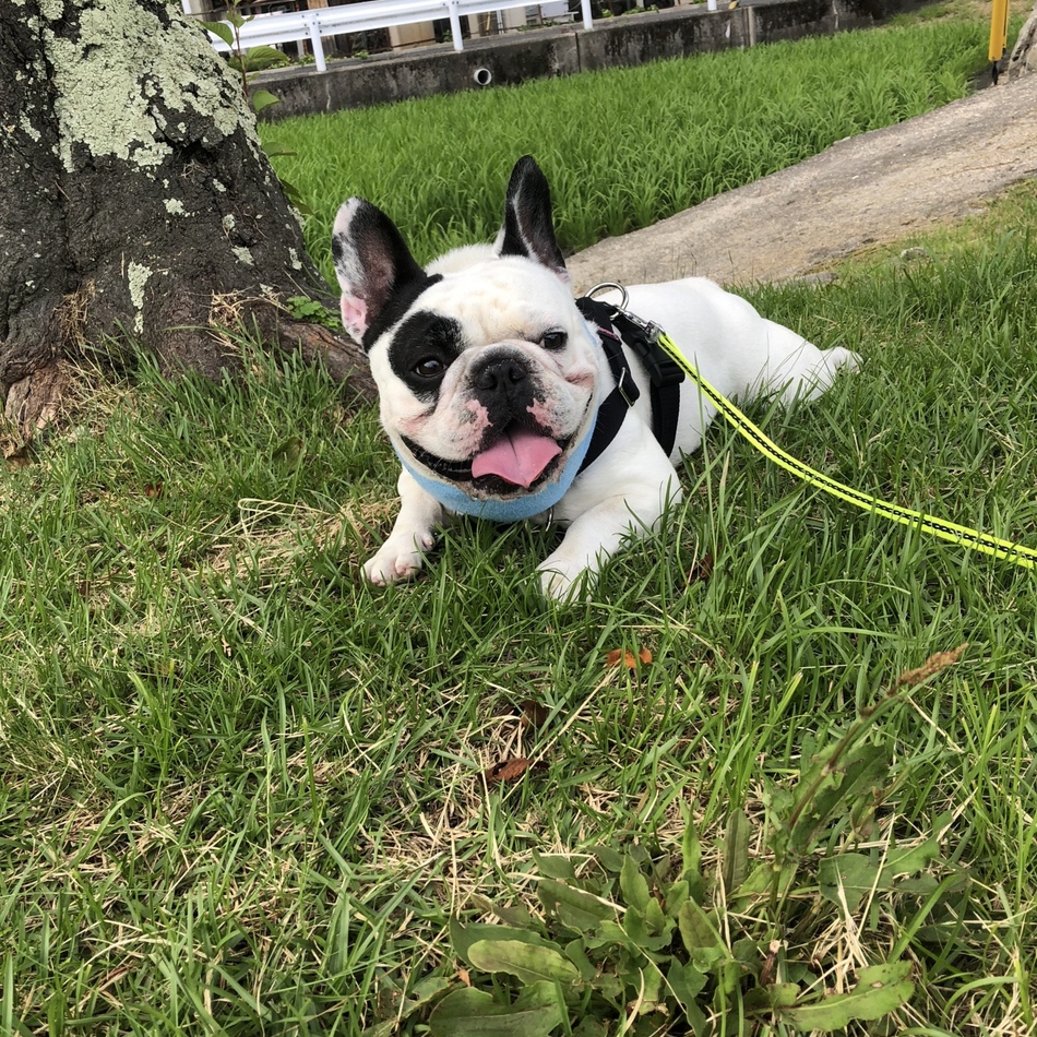 ぽたろうのカバー写真