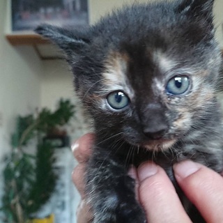 天使の家族になってください。