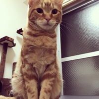 こたろー