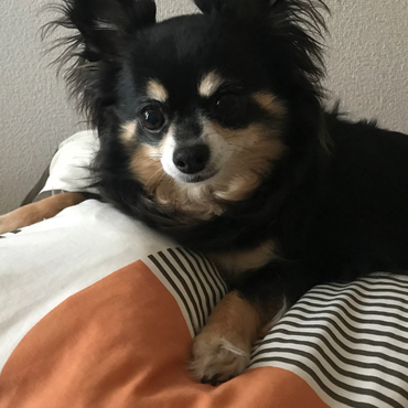 パルの写真