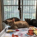 兄弟猫3匹保護しましたー！