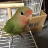 もふる