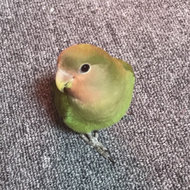 もふるのカバー写真