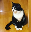猫エイズの去勢後男子