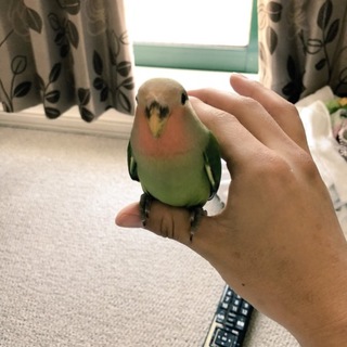 コザクラインコのヒナ