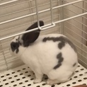 可愛いうさぎちゃん！里親募集します！