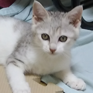 あたしの家族になってください！