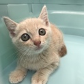 白猫ちゃん