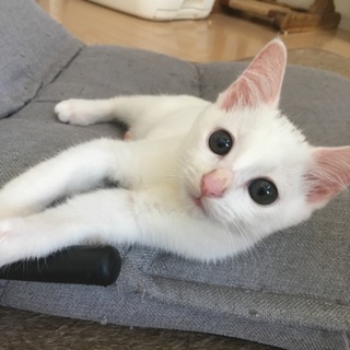 撫でられるの大好き。 あかめちゃん。
