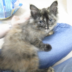 なんと美しい３ひきめ！