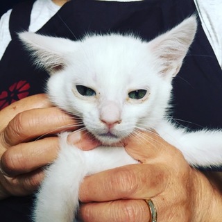 ３兄妹の白猫男子