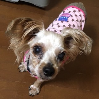 ティアラ　ヨーキーミックス？の女の子