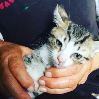 ３兄妹のキジ白男子