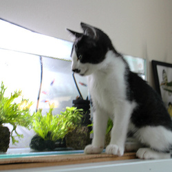 子猫がやってきました（１週間め）