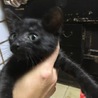 現在里親対応中のため募集を締め切ります。 サムネイル4