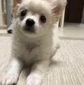 可愛いチワワくん生後3ヶ月です